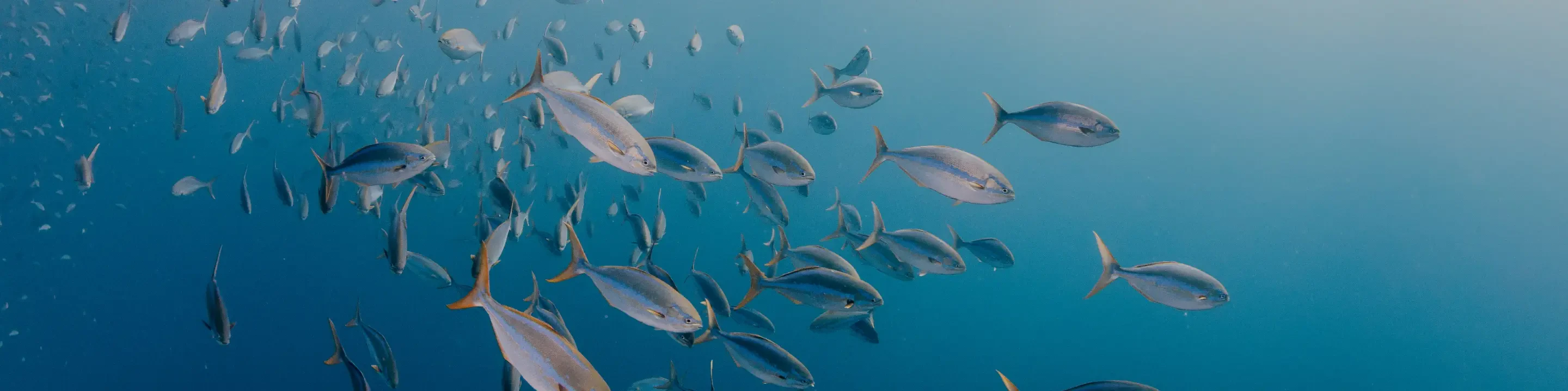 Biodiversity